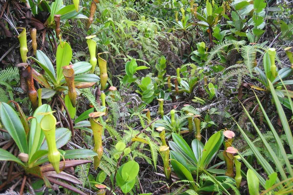 Les meilleures plantes pour un jardin de forêt